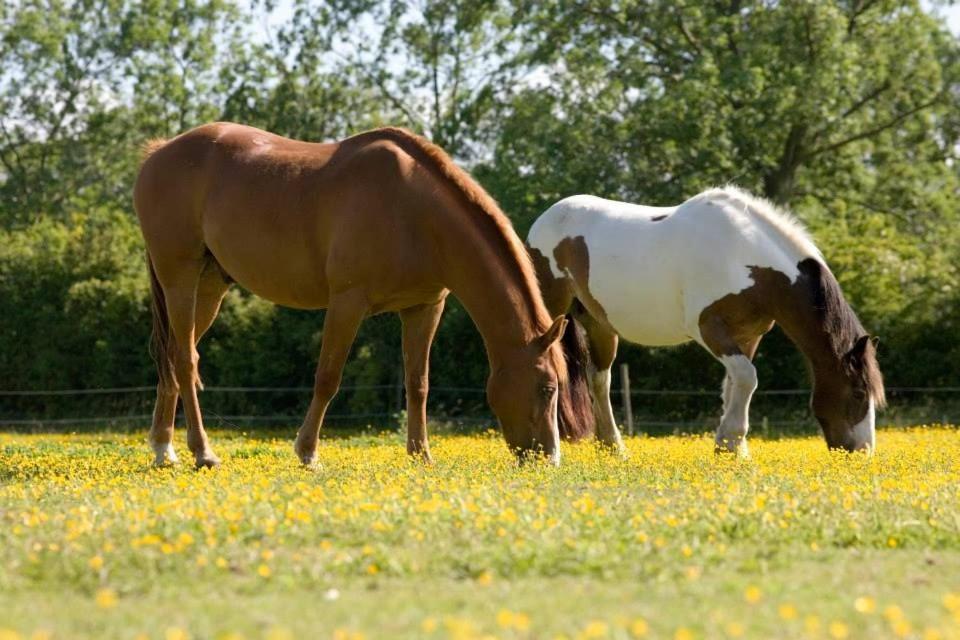 East Green Farm Cottages - The Granary Saxmundham Buitenkant foto